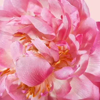 Top note Peony accord