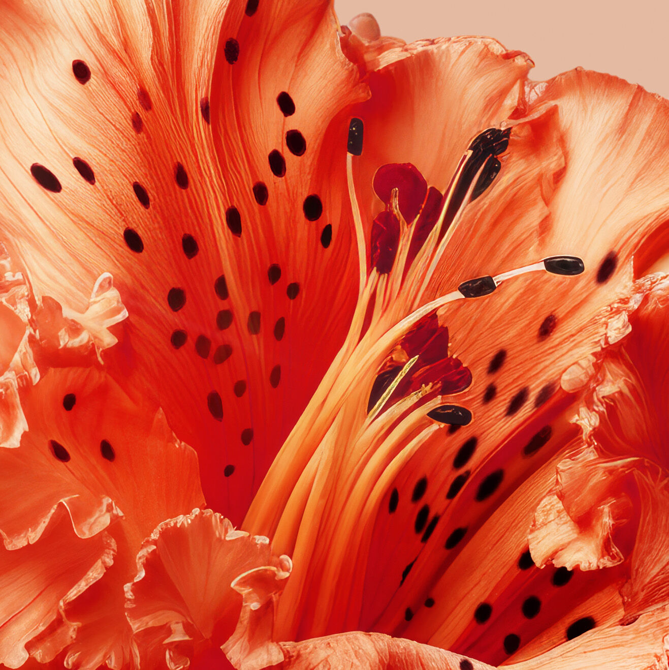 (日本非売品) Flowerbomb Tiger Lily Amazon.com: Viktor&Rolf - Tiger Lily Eau de Parfum - Women's