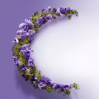 Moon shaped fennel & gentian flower
