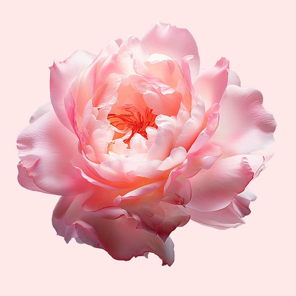 Flower bomb 50ml 2025 superdrug