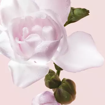 Base Note Freesia accord